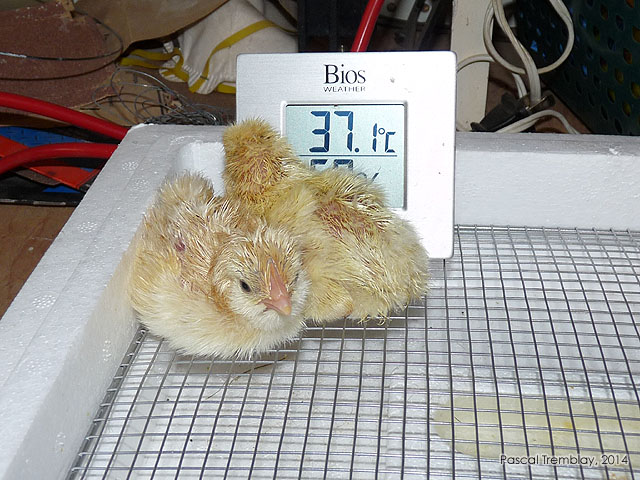 Hatching Calendar - Incubating and Hatching Poultry Eggs