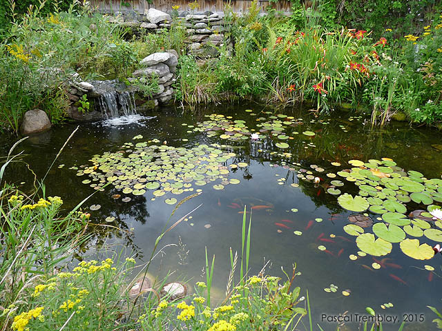Water garden plants - Planting aquatic plants in a pond - Pond plants - Growing pond plants - water lily pond