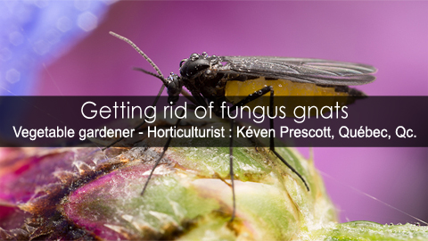 Fungus gnats