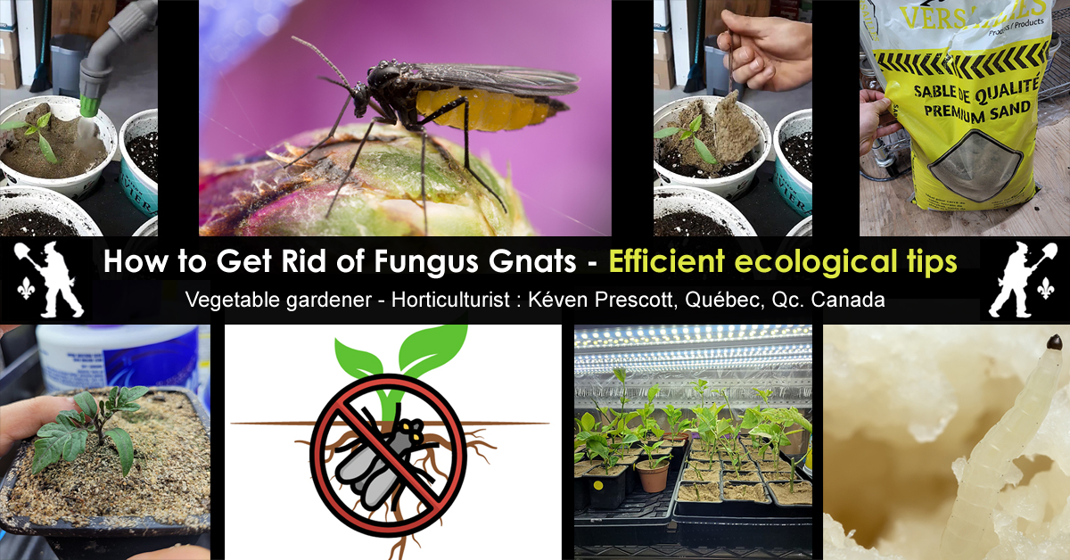 fungus gnats