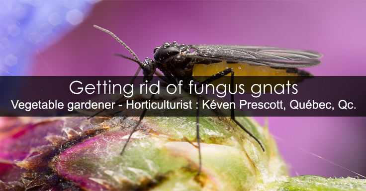 get rid of fungus gnats