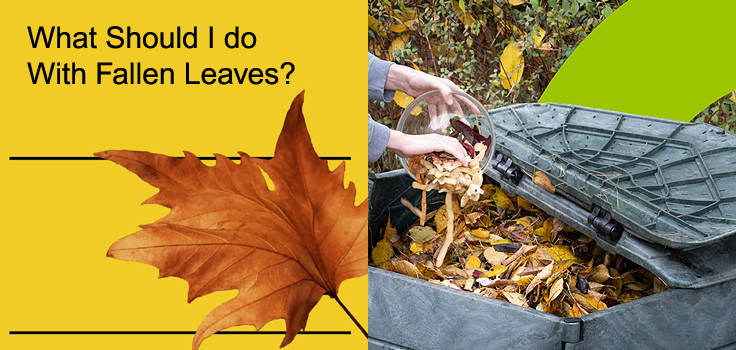 Ways to Use Fall Leaves in the Garden