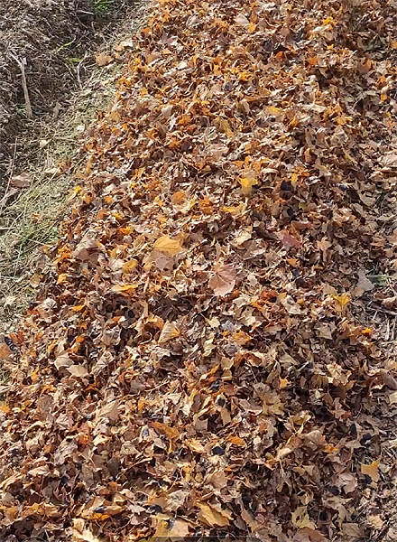Fallen Leaves To Improve Your Garden The Gardener s Brown Gold Fallen Leaves To Improve Your Garden The Gardener s Brown Gold
