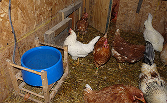 Autosuffisance et Basse-Cour - Le Poulailler