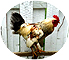 coq-poulailler