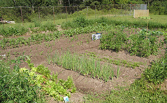Comment faire un Potager
