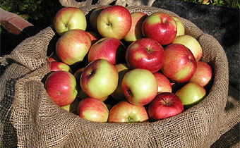 Pratiquer le Jardiniage cologique