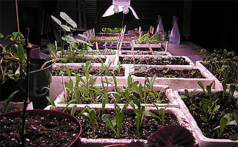 Semences et semis intrieurs