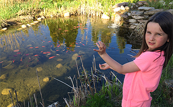 Nourrir les Kos au Bassin de Jardin