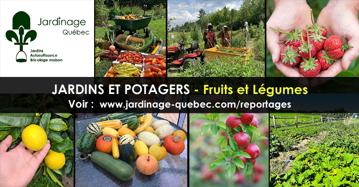Légumes