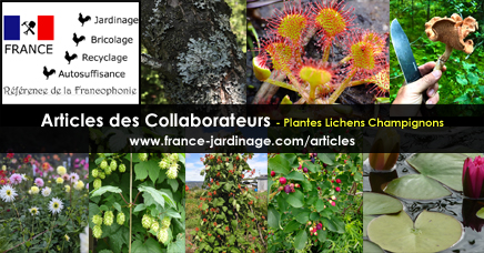 Plantes champignons et lichens