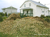 Paillis décoratif organique - Le bois raméal fragmenté au jardin
