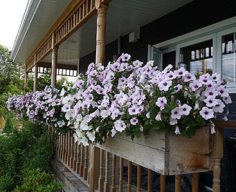 Jardinage en contenants - Photo de Jardinière