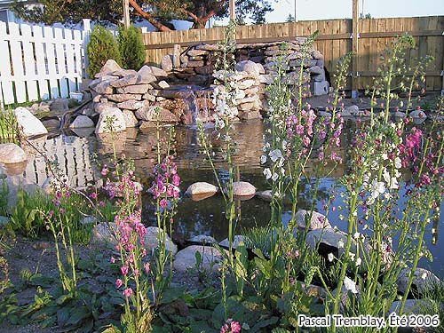 Faire un Bassin ou �tang au jardin � la maison - Plantes aquatiques