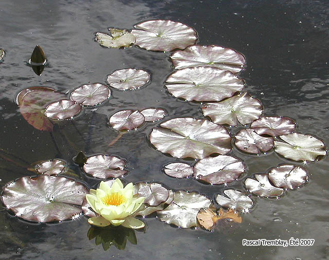 N�nuphar ou nympheas - Les plantes aquatiques - Comment Construire un �tang ou jardin d'eau