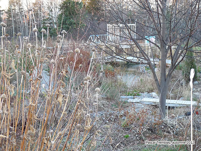 Jardinage aquatique - Trucs et conseils pratiques d'hivernation pour bassin et jardin d'eau