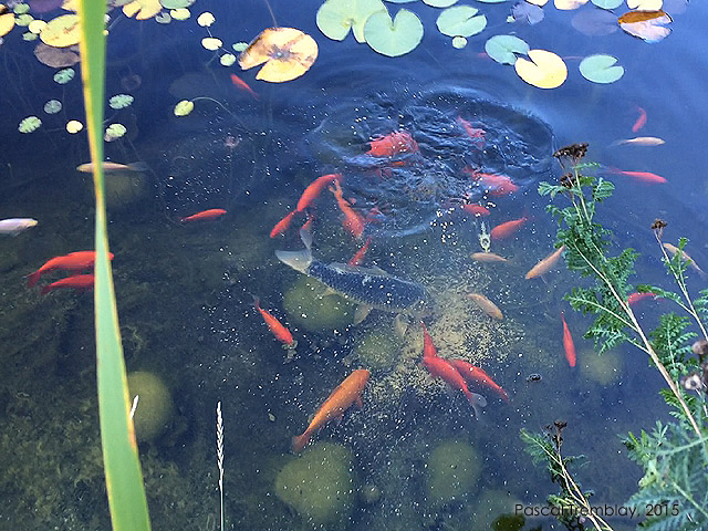 Poissons et Kos au bassin de jardin - Soins des poissons au jardin d'eau