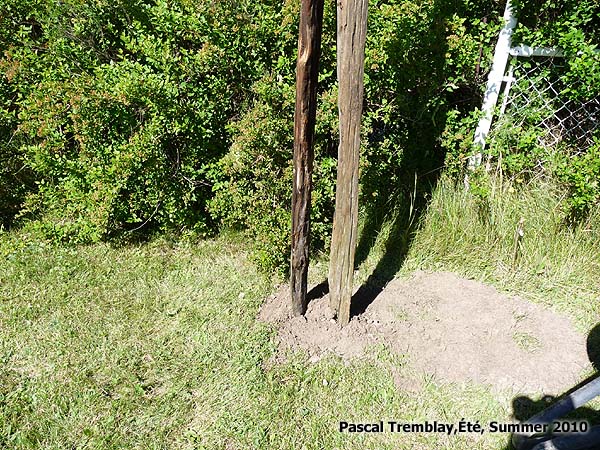 Installer les piquets de cdre - Plan de construction Clture en perches de cdre