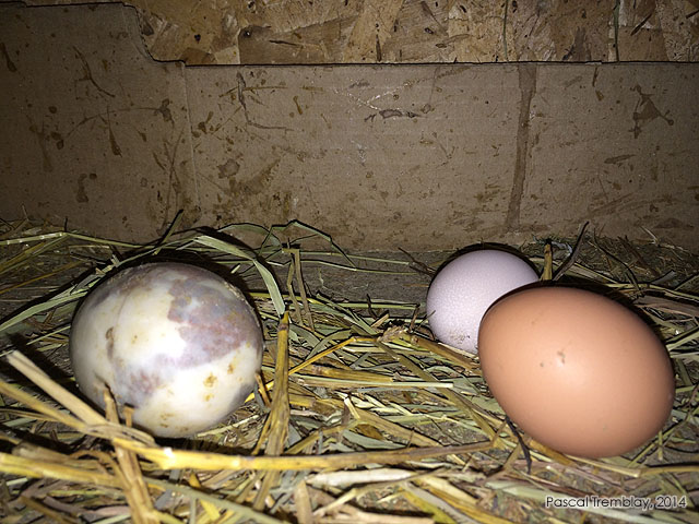 Collecte des oeufs - Oeufs de poules - Oeufs fécondés