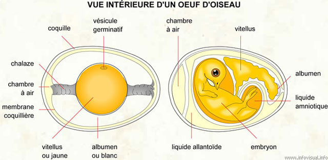 Parties d'un Oeuf - Composantes de l'oeuf - vue intérieure oeuf d'oiseau