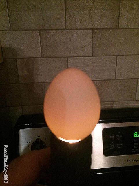 Oeuf fécondé - Mirage des Oeufs - Mire-Oeufs - Embryon oeuf de poule