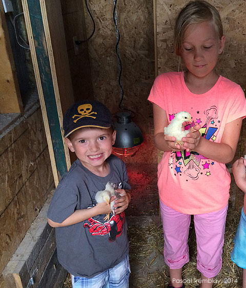Avoir des poussins - Incubation des oeufs de poules - Poussins maison - Éleveuse poussins
