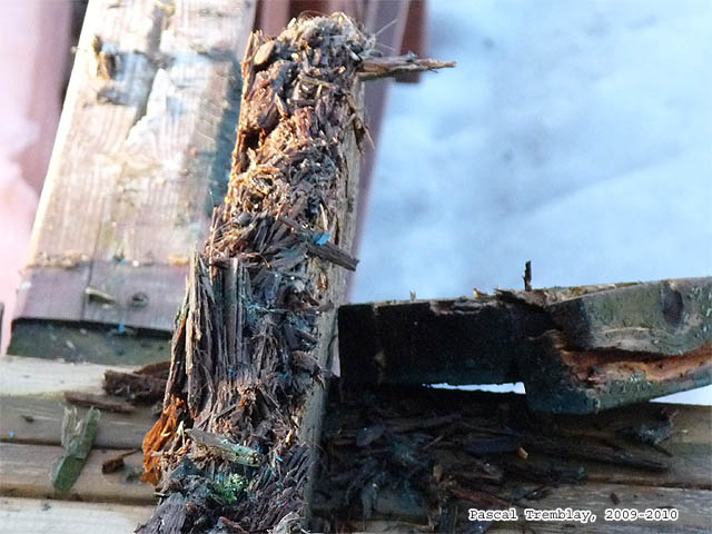 Terrasse en bois traité - Pourriture du bois