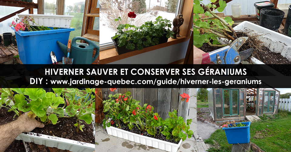 Hiverner les géraniums