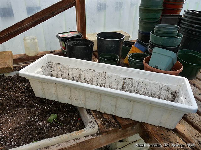 Jardinière de Géraniums - Géraniums en pots - Hiverner les géranium en pots