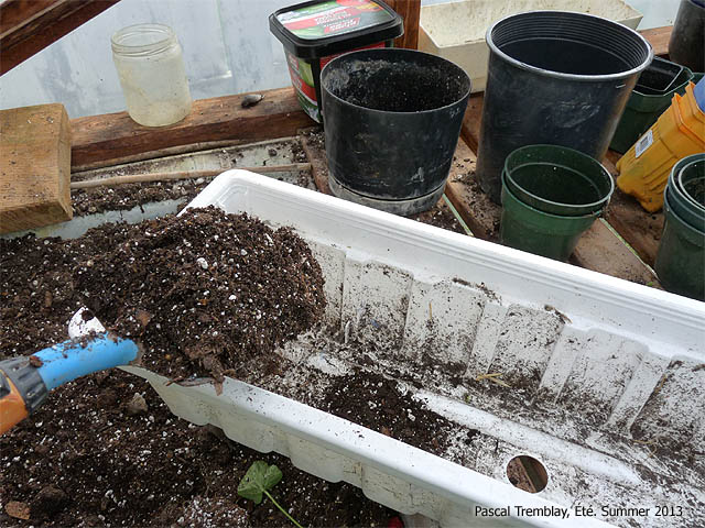 Culture des Géraniums - Conseils et soins de culture des géraniums ou pelargonium