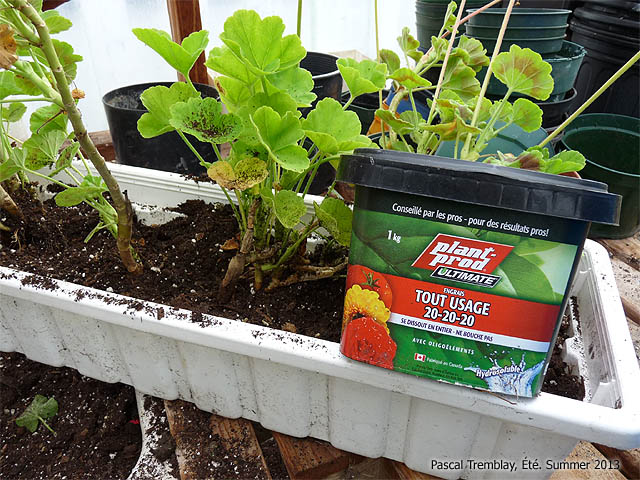 Fertilisation des Géraniums - Comment fertiliser les plants de géraniums - Engrais géraniums