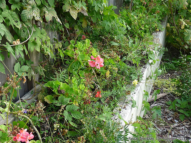 Récupérer Géranium - Entrer ses géraniums pour les sauver du froid
