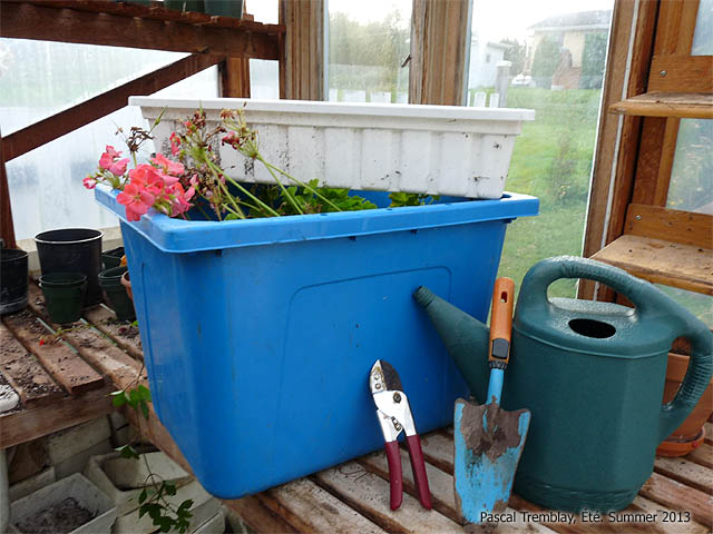 Comment faire hiverner les géraniums? Conseils pour la culture des géraniums en hiver