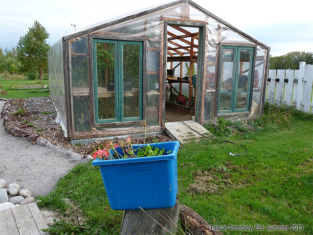 Hivernage des Géraniums - Transplantation des géraniums en vue de la saison froide - Culture des géraniums