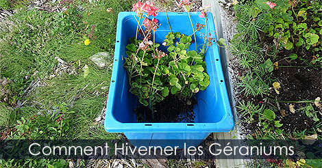 Géraniums - Comment hiverner les géraniums - Guide et technique pour sauver les géraniums des hivers froids