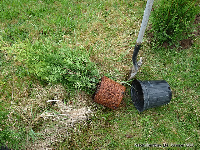 Cèdre à haie - Cèdres pour Haie - Haie de Cèdres