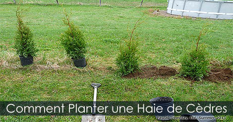 Haie de c�dres - Comment planter une haie - Installer une haie - Engrais pour c�dres - C�dres cultiv�s
