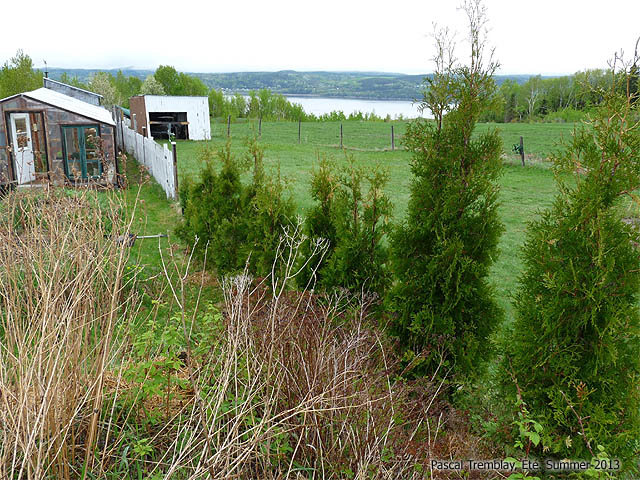 Entretenir Cèdre - Tailler Cèdre - Arroser Cèdre - Fertiliser Cèdre