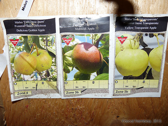 Choisir un pommier - Guide de plantation de pommiers - Comment planter un pommier