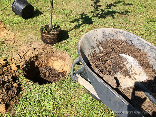Terre pour arbres fruitiers - Quelle terre utiliser pour planter un pommier