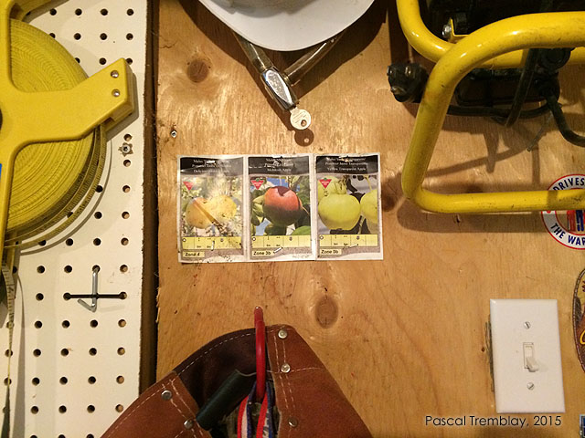 Les Pommiers - Comment planter une Pommier au Jardin