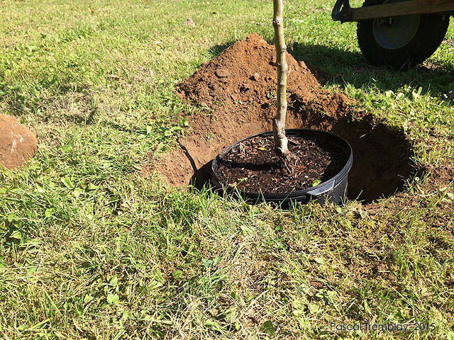 Planter un Pommier - Pomme juteuse - Pomme rouge - Faire le trou pour planter un pommier