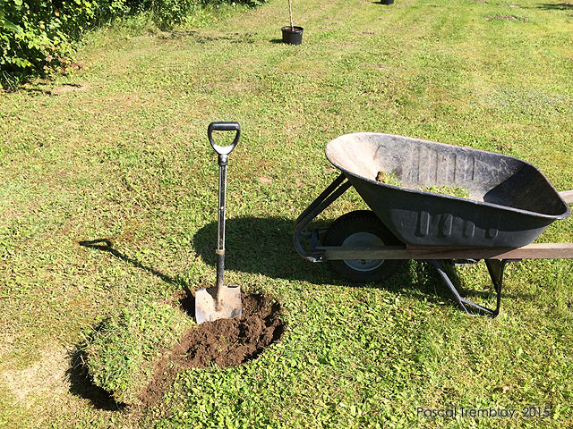 Faire la plantation d'un Pommier - Conseils pour la culture des arbres fruitiers - Pomme Québec - Pomme France
