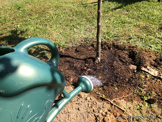 Plantation et arrosage d'un pommier - Guide d'entretien des arbres fruitiers - Pommier Québec - Pommier France