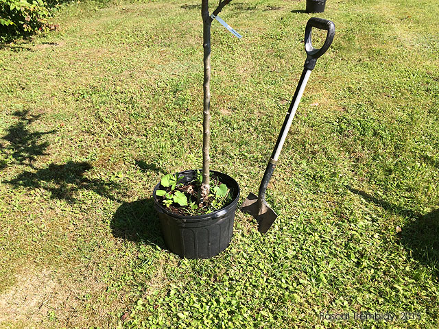 Abres fruitiers au jardin - Planter un pommier - Achat de pommiers en pots - Culture du pommier