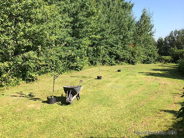 Distance de plantation entre les pommiers - Pommier en pot - Trucs de planttion des pommiers
