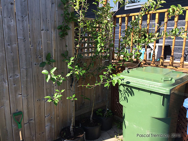 Acheter un Pommier - Achat d'un Pommier - La culture des pommiers - Planter un pommier
