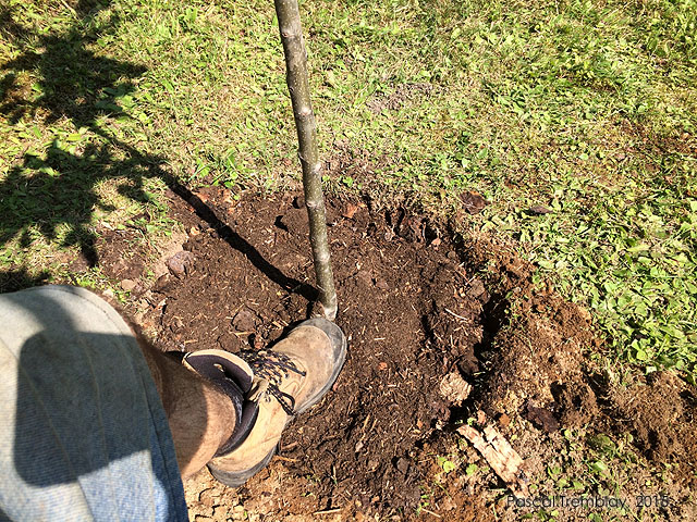 Étapes de plantation d'un pommier au jardin - Pommier Lobo - Pommier empire - Pommier les plus populaires - Pommier Parkland