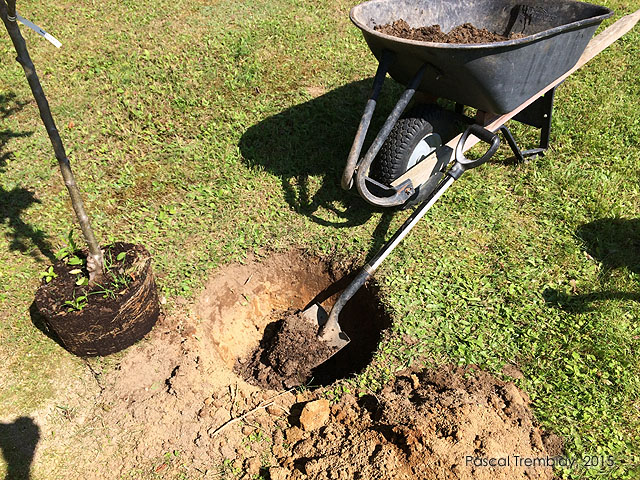 Variétés de pommier - Pommier nain - Pommier semi-nain - Pommier semi-standard