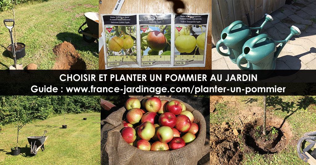 Pommier - Choisir et Planter un pommier